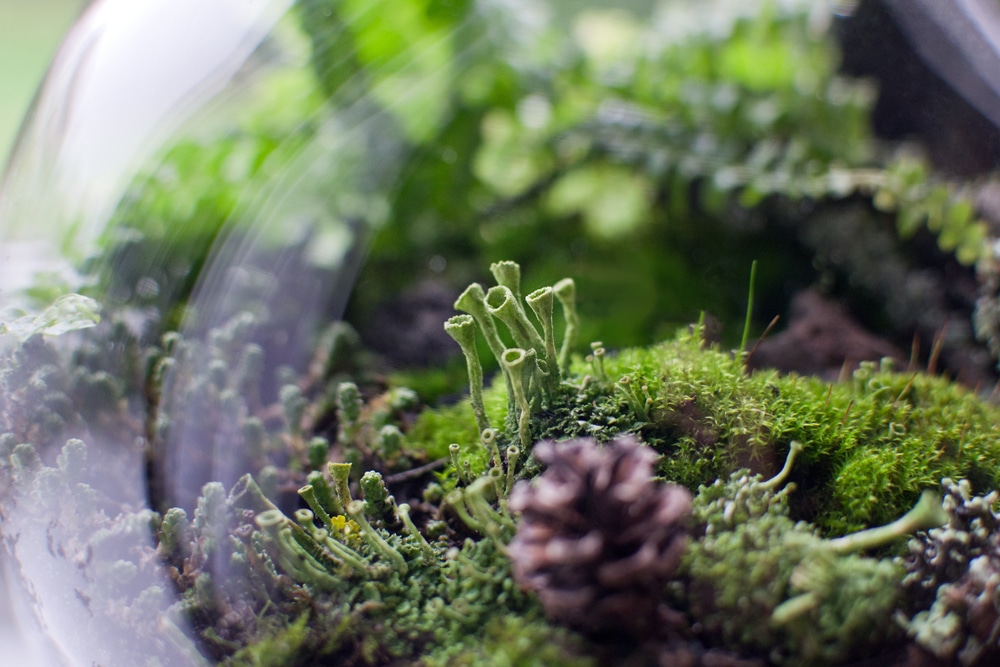 How To Make a Lichen Terrarium