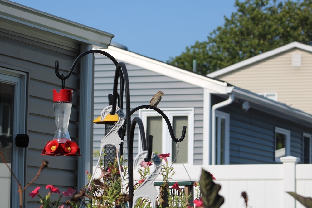 Where To Hang Hummingbird Houses