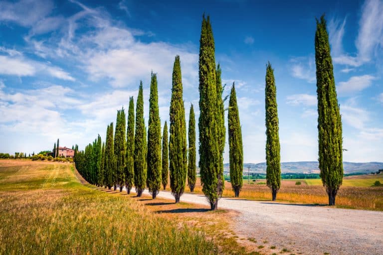 The Pros and Cons of Italian Cypress Trees GFL Outdoors