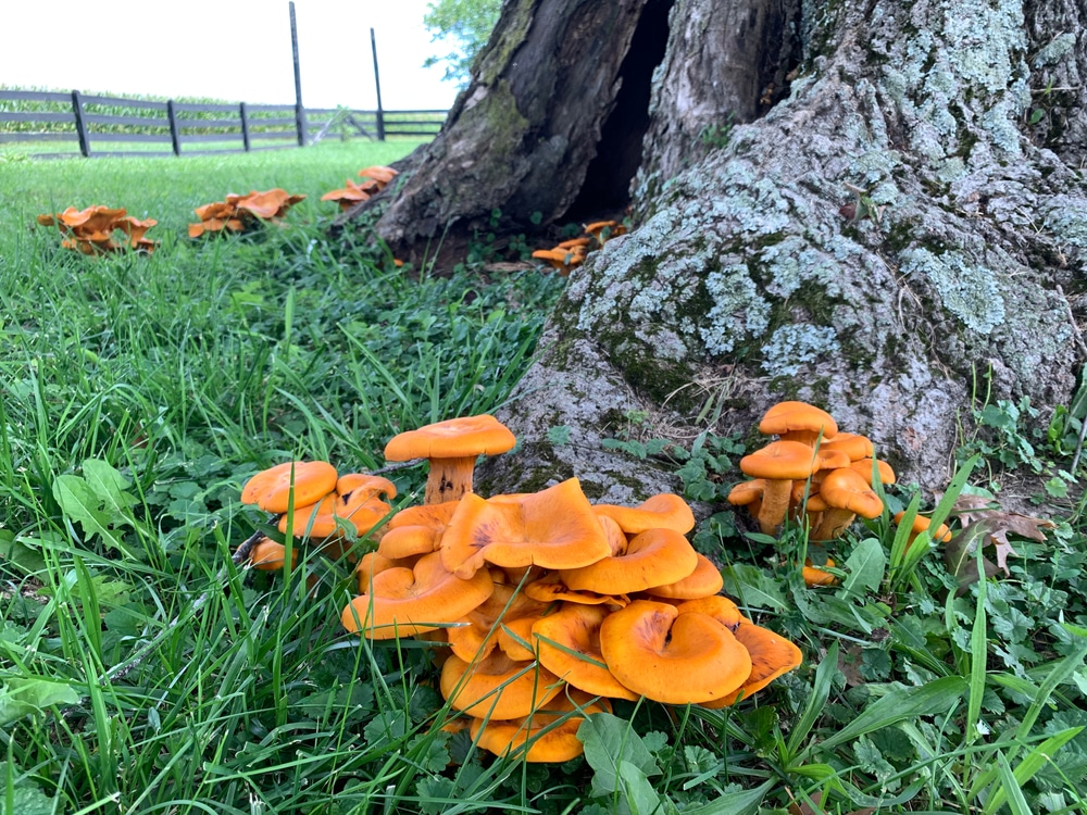 Orange Mushroom Identification