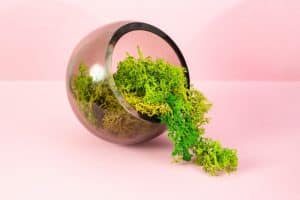 How To Make a Lichen Terrarium