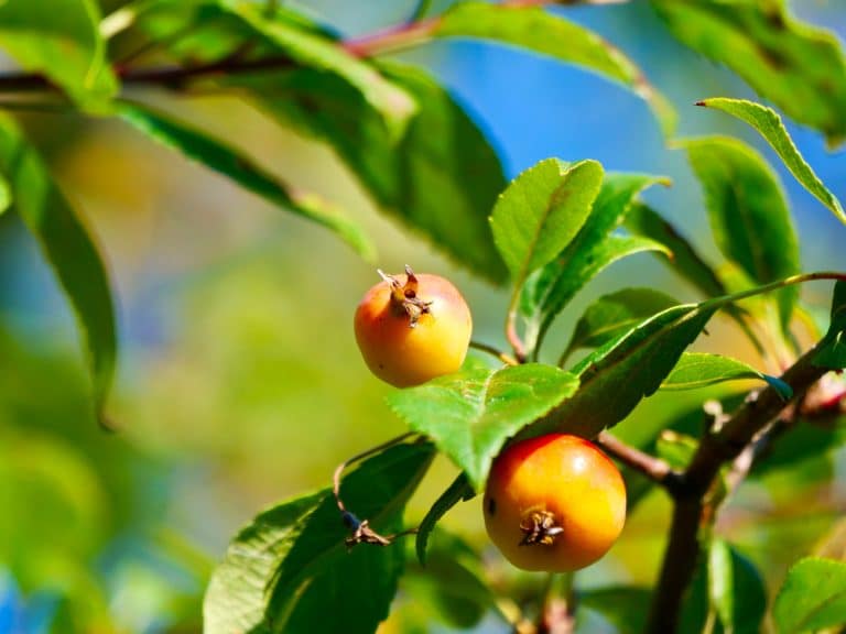 Trees with yellow berries Common Varieties and Identification Guide