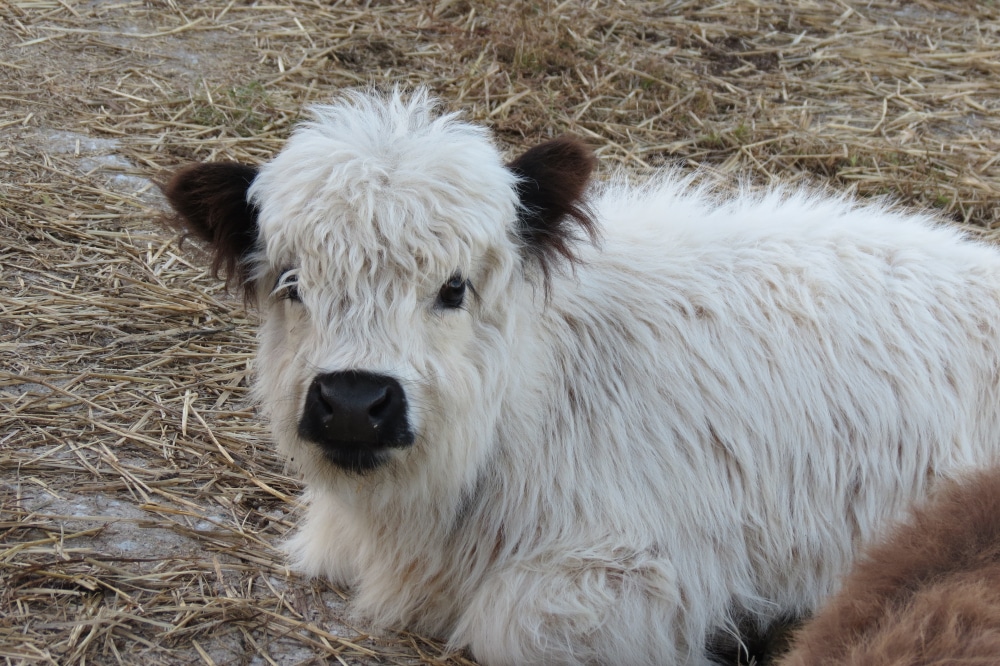 Miniature Highland Cow