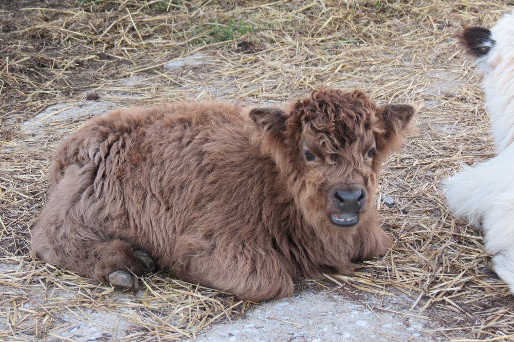 miniature highland cows