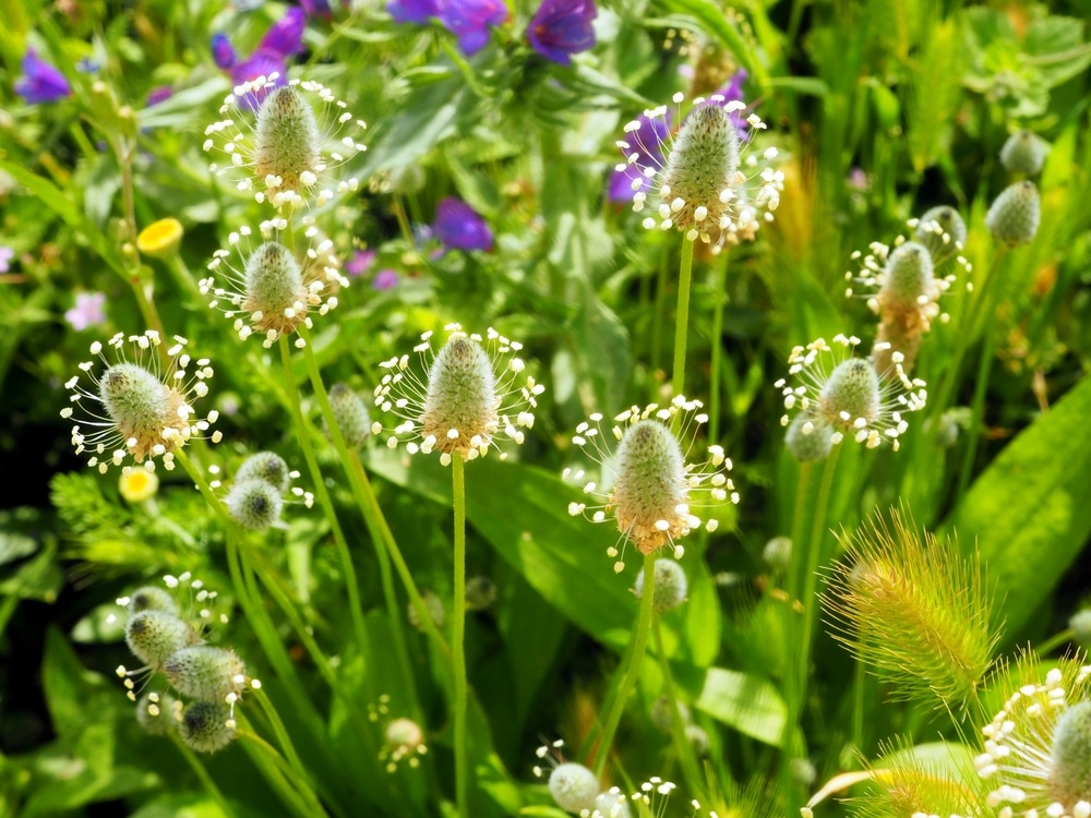 Tall Weeds with Yellow Flowers