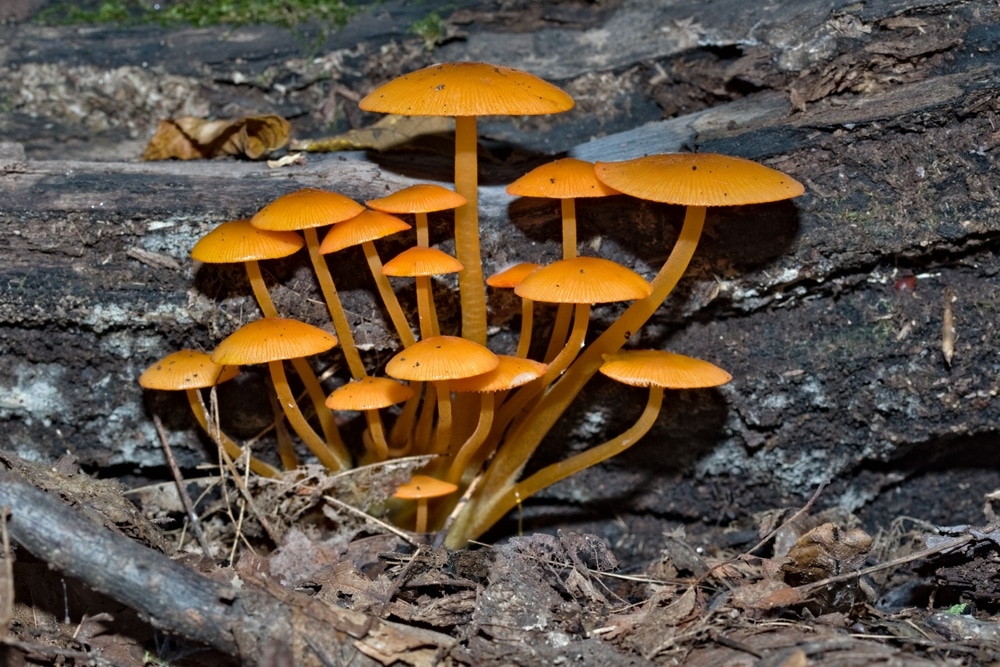 Orange Mushroom Identification