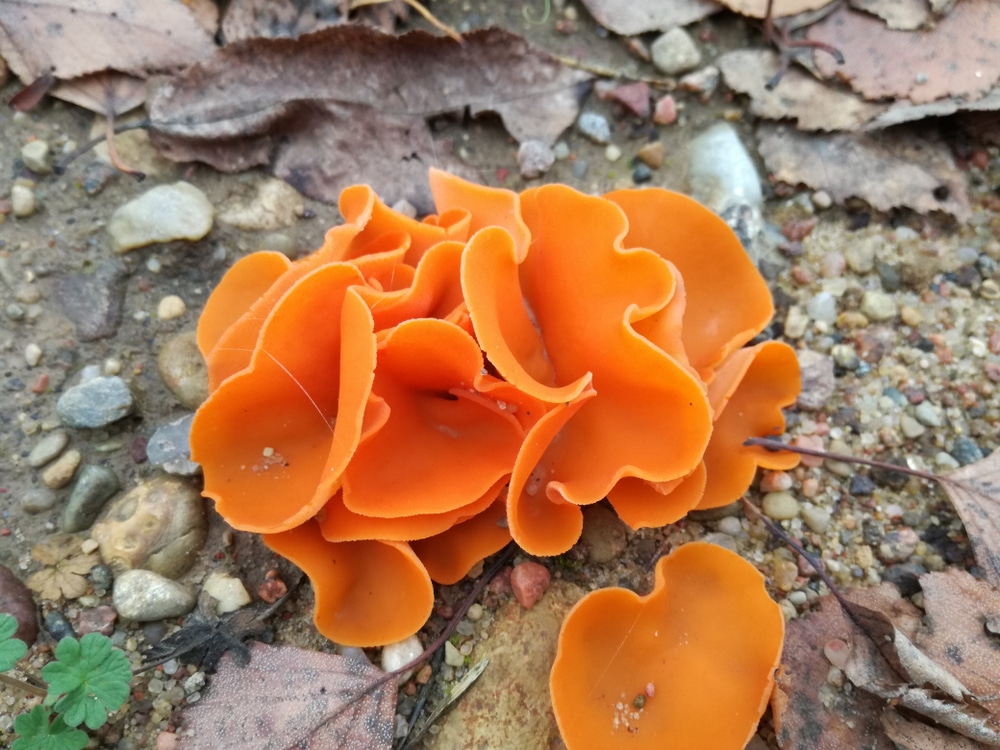 Orange Mushroom Identification