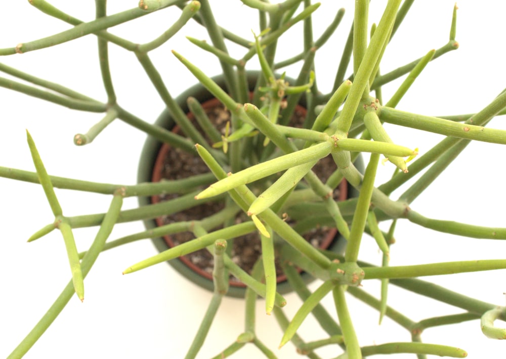 Pencil Cactus Propagation