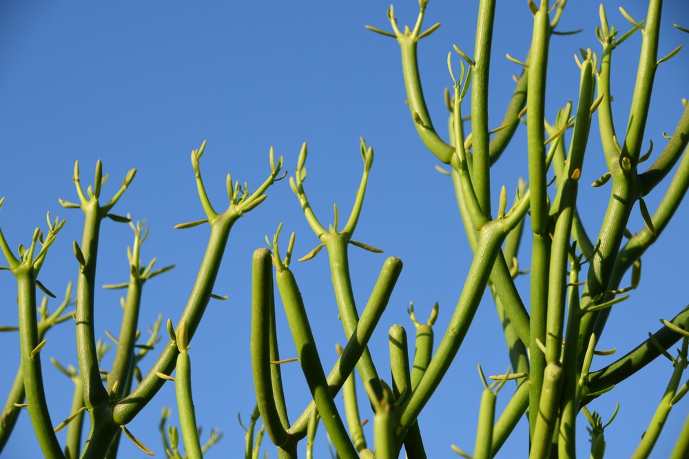 Pencil Cactus Propagation