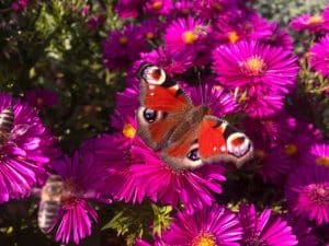 Flowers that Attract Butterflies But Not Bees