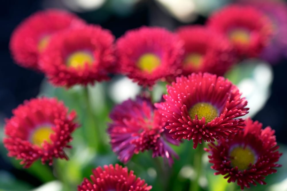 Pink Magic Aster 