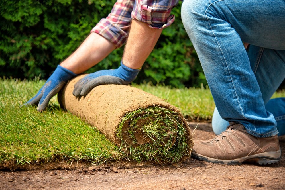 Can You Plant Sod Over Sand