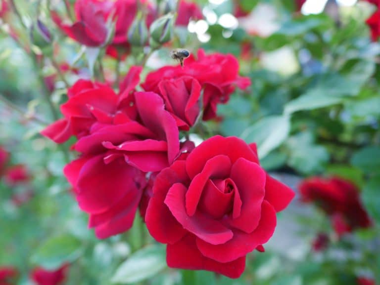 Planting Don Juan Climbing Rose Tips and Tricks GFL Outdoors