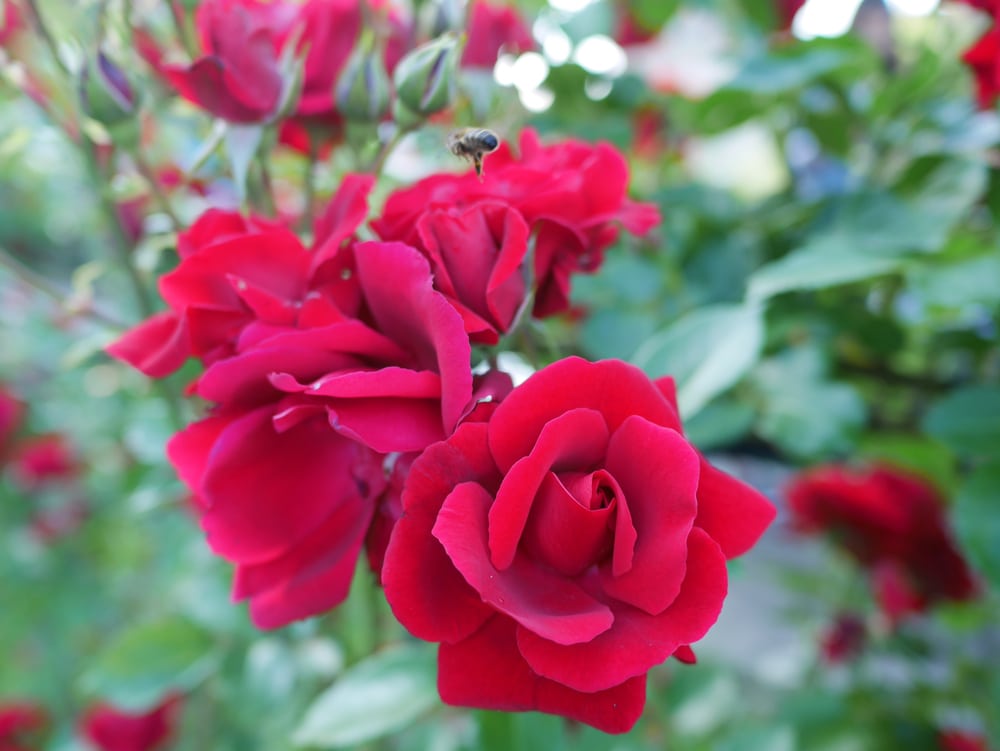 Planting Don Juan climbing roses