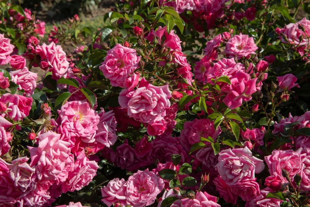 Queen’s Crown Rose