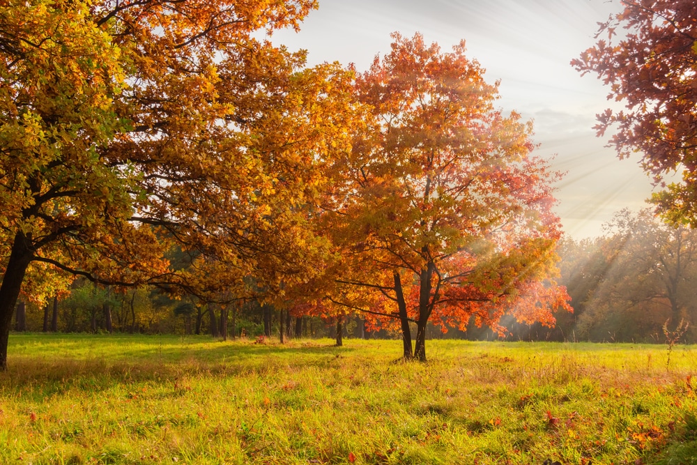 Oak Trees in Arkansas