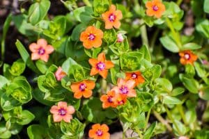 Weeds With Red Flowers