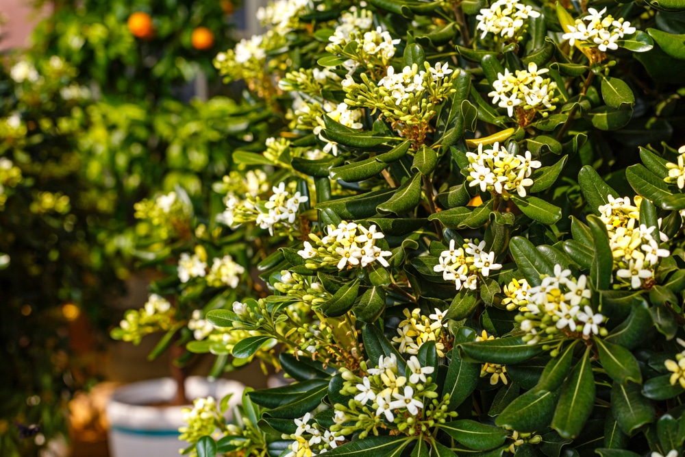 Ornamental Orange Trees