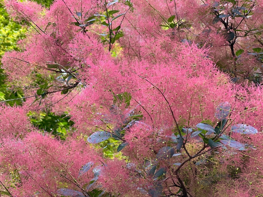 smoke bush varieties