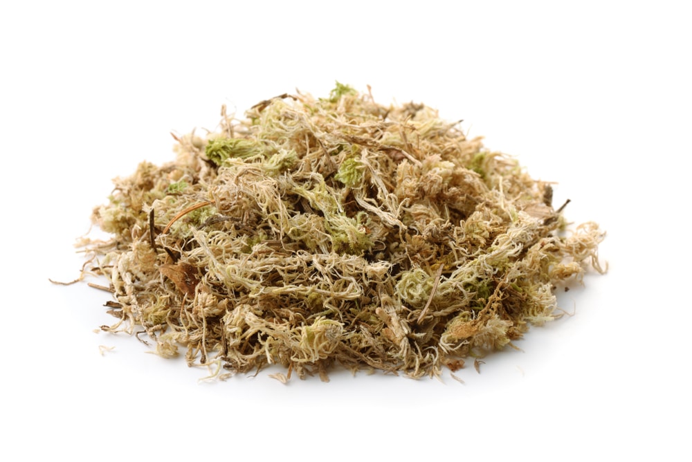 Sphagnum Moss vs Spanish Moss