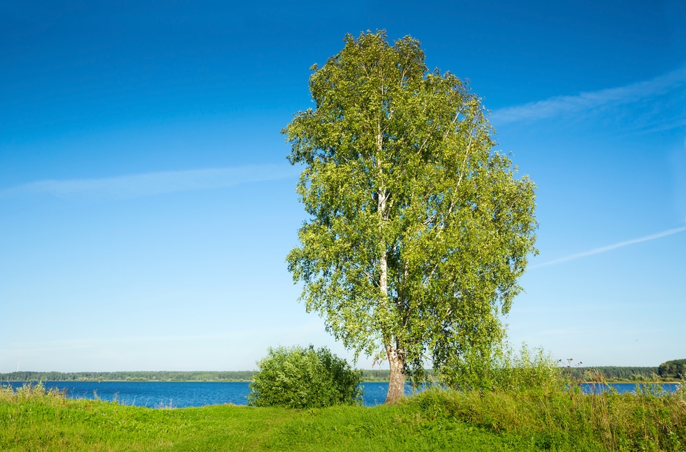 Single Stem vs Multi Stem Tree