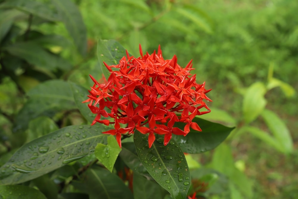 Weeds With Red Flowers