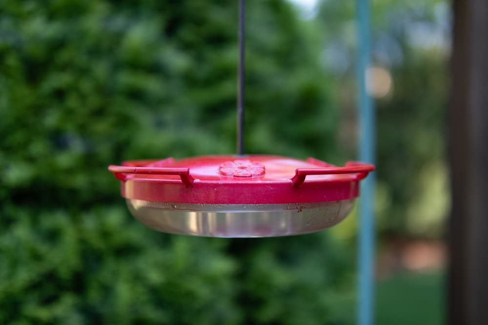 Where To Hang Hummingbird Houses