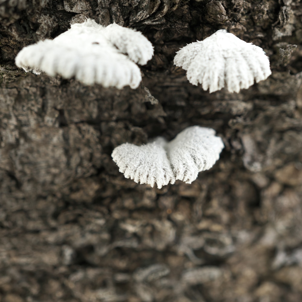 White Fungus on Cherry Tree Bark