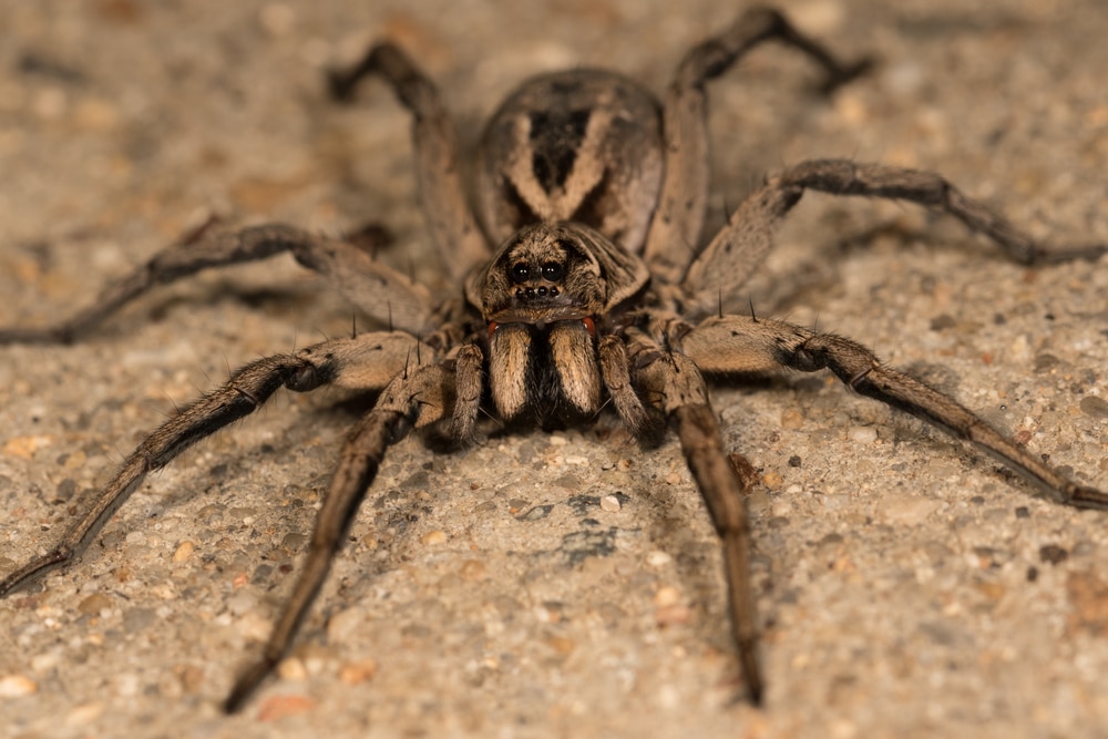 Brown Recluse vs. Wolf Spider