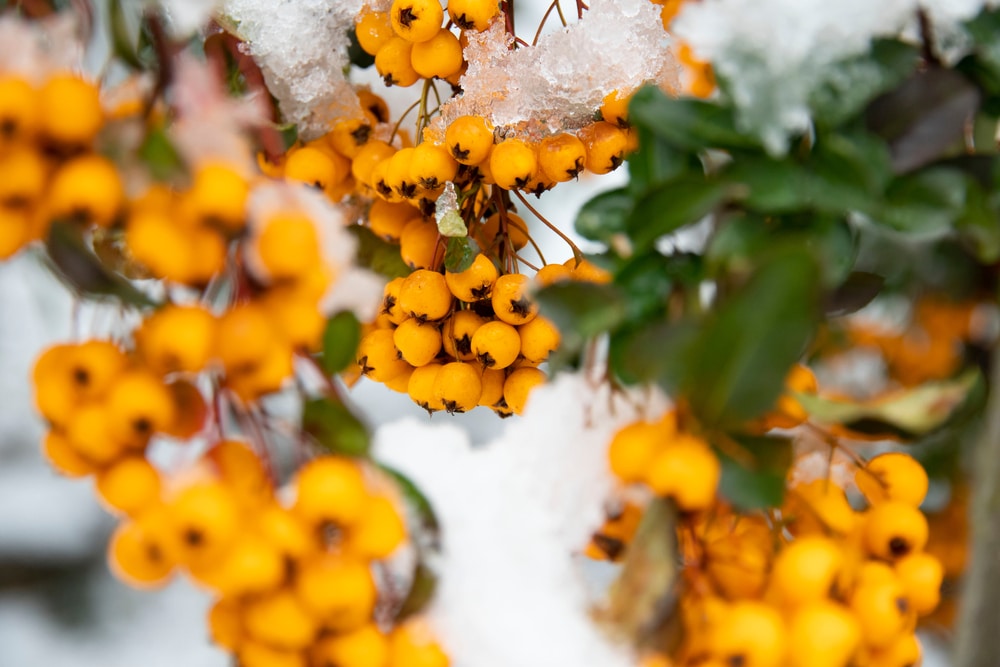 Trees with yellow berries