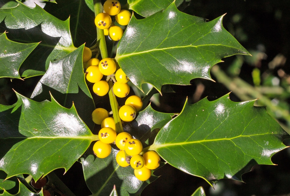 Trees with yellow berries