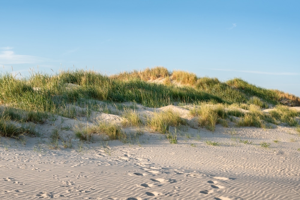 beach grass