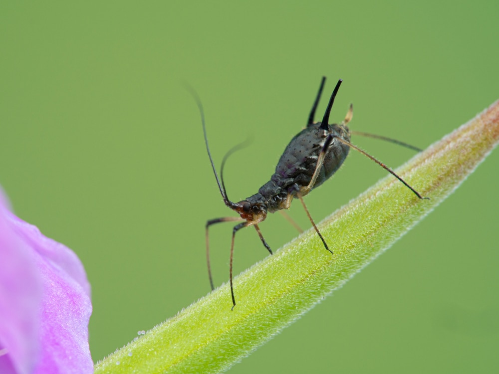 Tiny Black Bugs Look Like Poppy Seeds