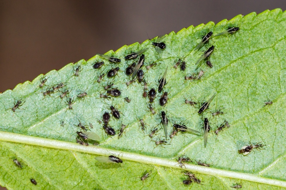 Tiny Black Bugs Look Like Poppy Seeds