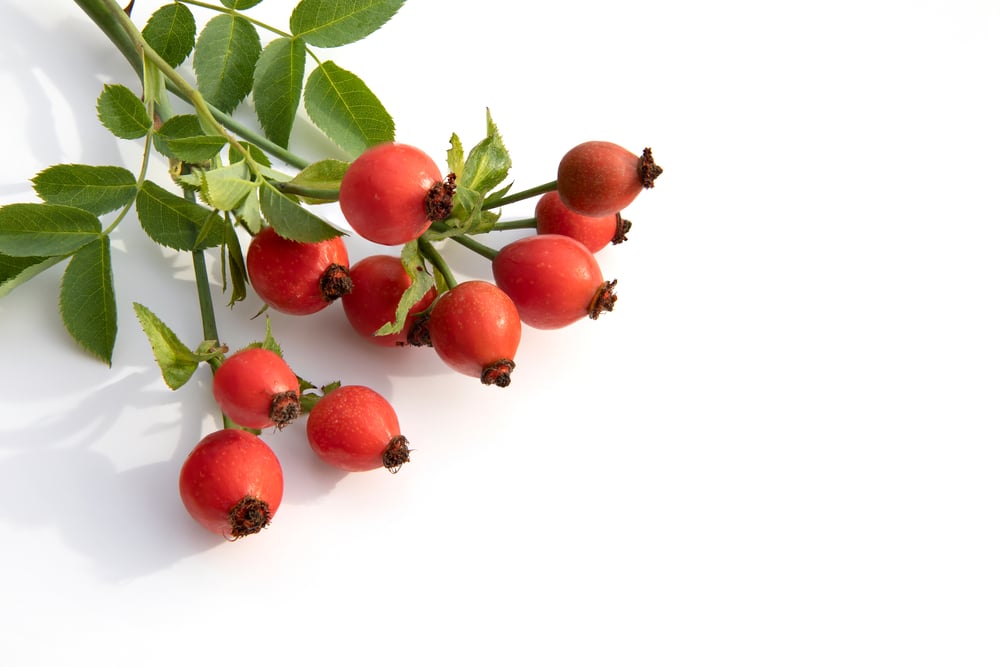 Trees With Red Berries in Winter