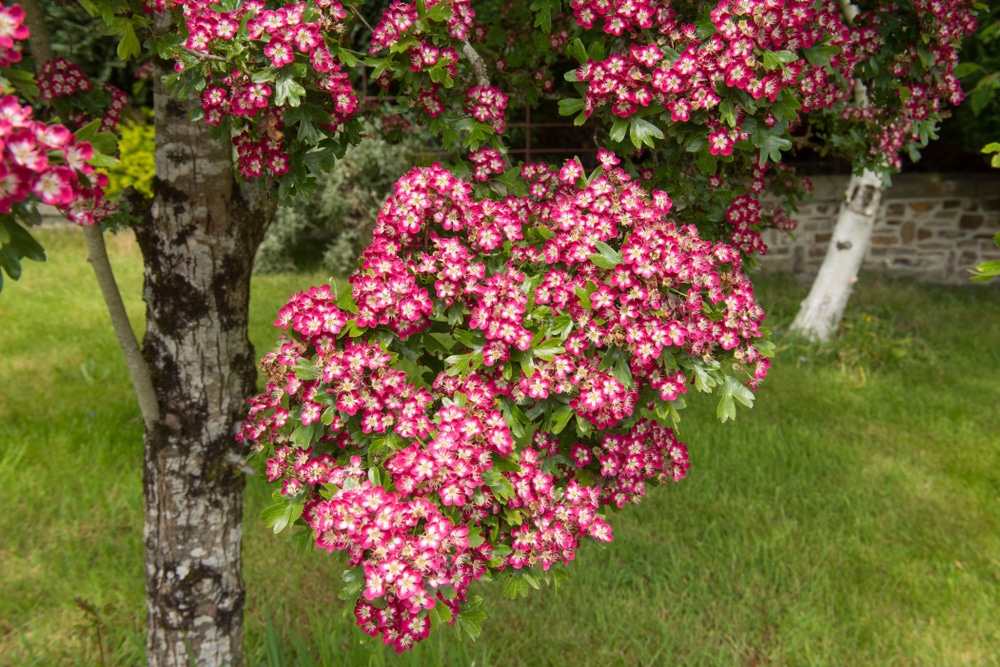 Summer Flowering Trees