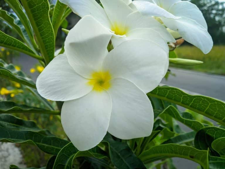 White Flower with Yellow Center Common Varieties