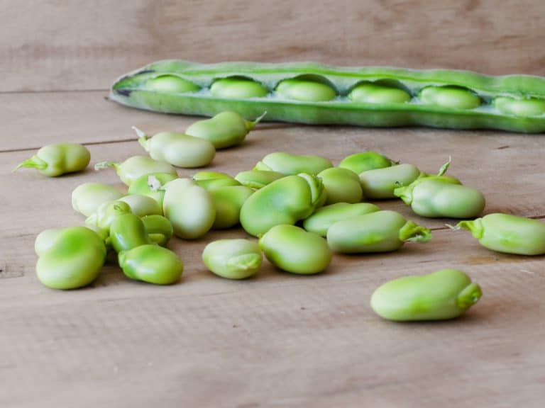 Life Cycle Lima Bean What to Expect When Growing Beans