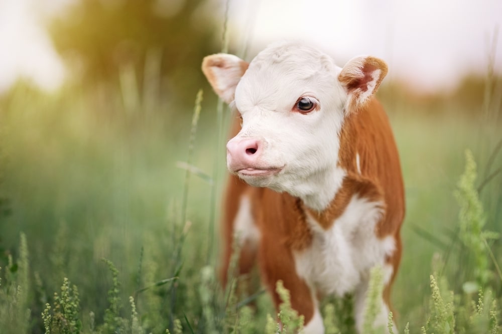 Teacup Mini Cow