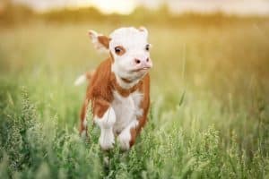 Teacup Mini Cow