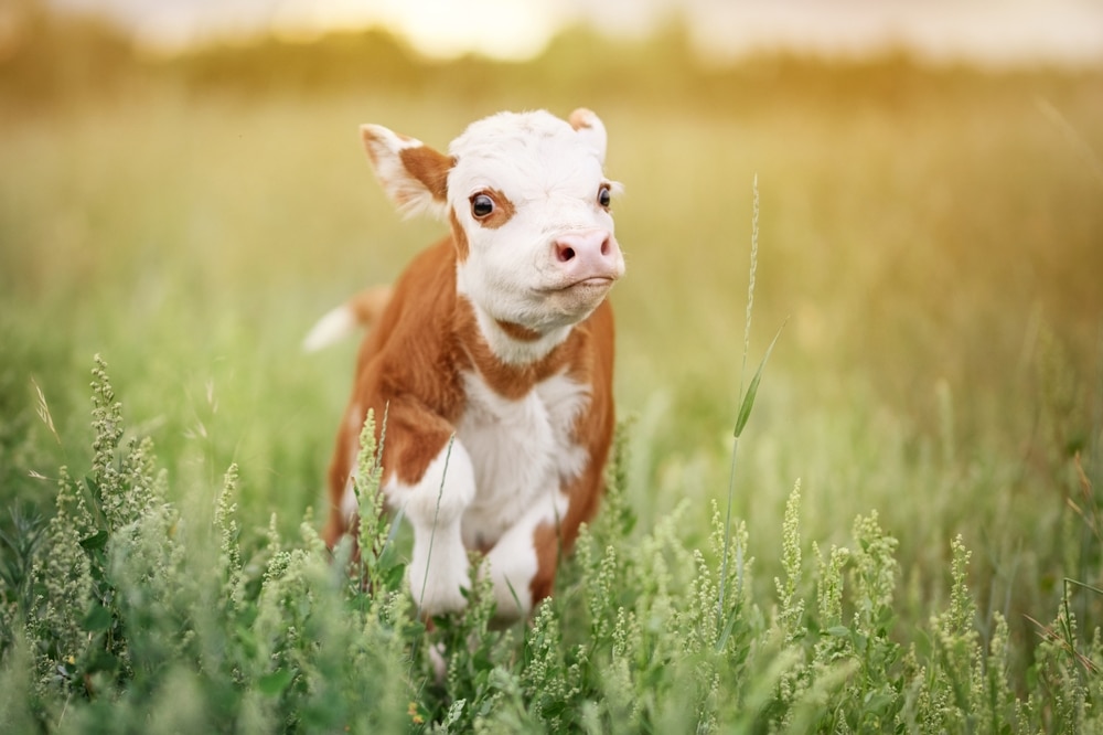 Teacup Mini Cow