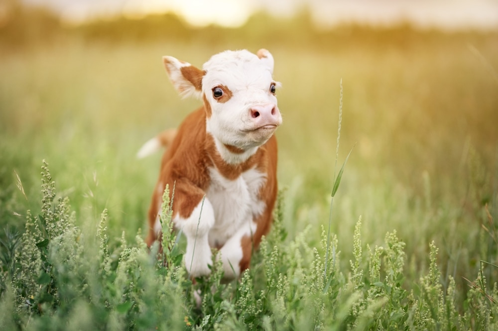 Teacup Mini Cow Are They Good Pets GFL Outdoors