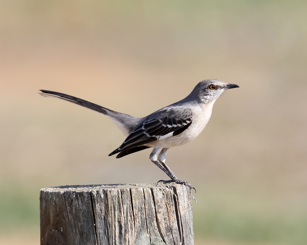 What Do Mockingbirds Eat: A Guide to the Mockingbird Diet