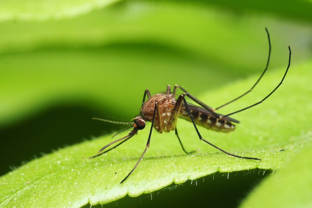 What Temperature Is Too Hot for Mosquitoes