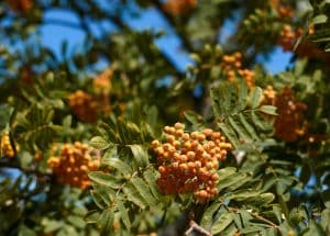 Trees with yellow berries