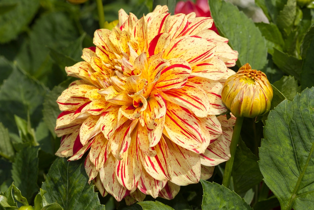 Gloriosa Dahlia