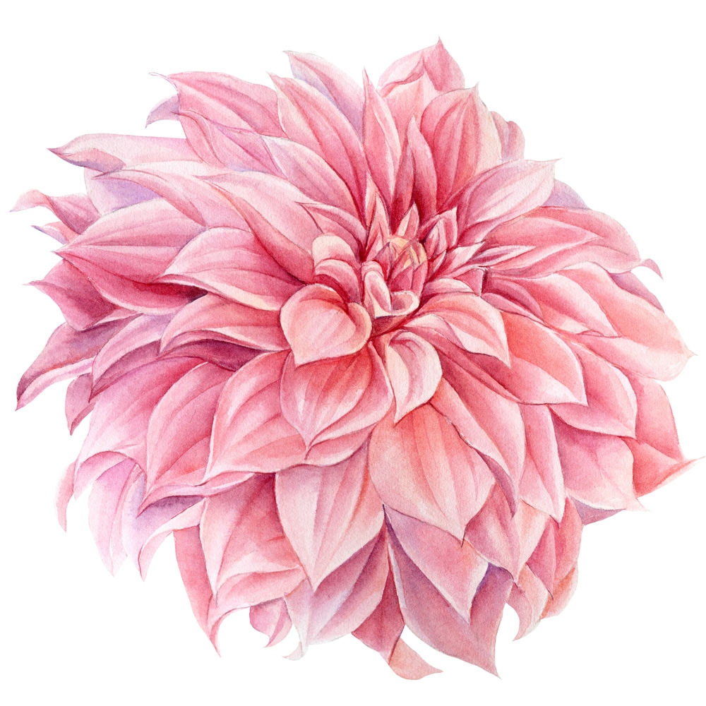 southern belle dahlia