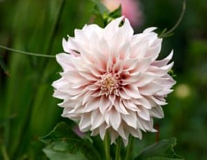 southern belle dahlia