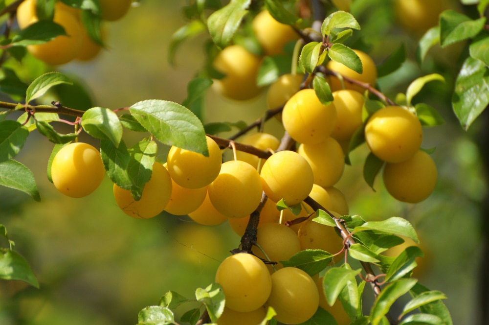 Yellow Plum Tree Identification