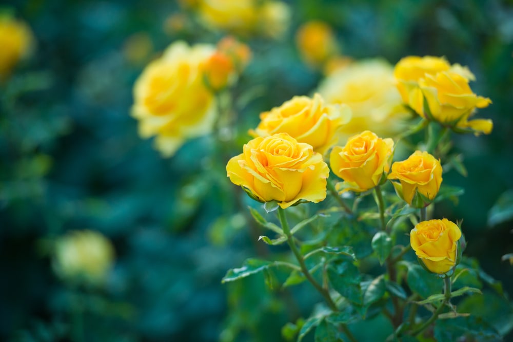 Yellow Flowering Bush Identification Guide